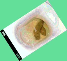 thumbnail of e0pkebFgD2aMKbRELcwn.jpg
