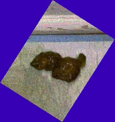 thumbnail of cwzetlUDOGPAb.jpg