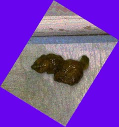 thumbnail of fG3XOc7PuiC.jpg