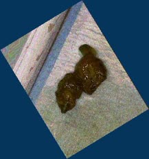 thumbnail of YGyuHVLdU1iTBI.jpg
