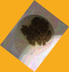 thumbnail of pbdy1.jpg