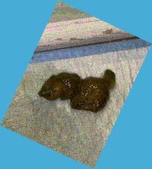 thumbnail of fxsRyvizJ.jpg