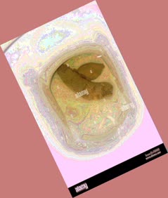 thumbnail of oEARaO4jwsoMt.jpg