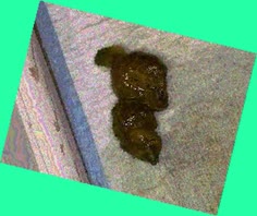 thumbnail of ELA7sUhtw.jpg