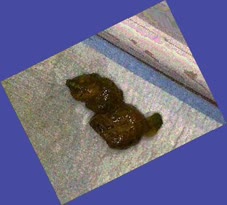 thumbnail of dyeMmJ567qNp.jpg