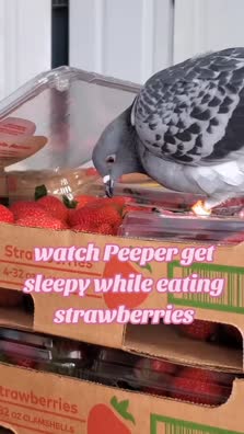 thumbnail of Snaptik.app_7437631089528802616.mp4