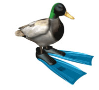thumbnail of spinning_mallard.gif