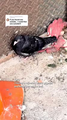 thumbnail of Snaptik.app_7457331951280704810.mp4