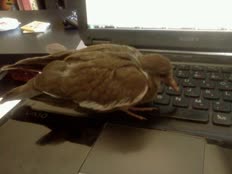 thumbnail of pidge_keyboard.jpg